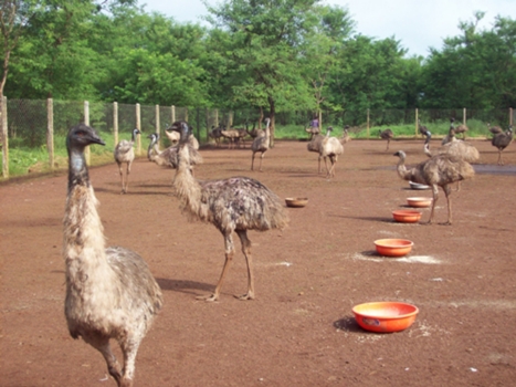 EMU BIRD FARM AT DEVPAT